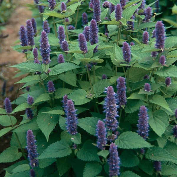 2000 Seeds Anise Hyssop Seed Non-Gmo Fresh Garden