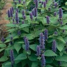 2000 Seeds Anise Hyssop Seed Non-Gmo Fresh Garden