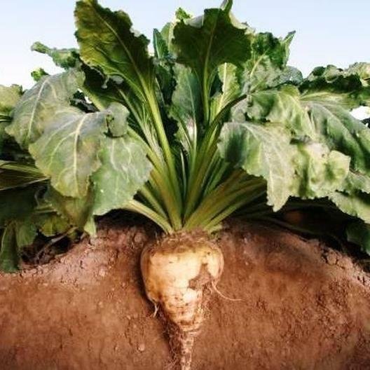250 Seeds Sugar Beet Seed Beta Vulgaris Fresh Garden