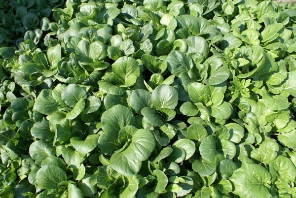 2000 Seeds Tat Soi Chinese Cabbage Seed Fresh Garden