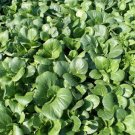 2000 Seeds Tat Soi Chinese Cabbage Seed Fresh Garden