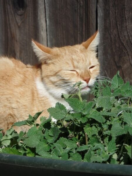 1000 Seeds Catmint Catnip Herb Seed Catnip Is A Mint That Cats Like Fresh Garden