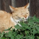 1000 Seeds Catmint Catnip Herb Seed Catnip Is A Mint That Cats Like Fresh Garden