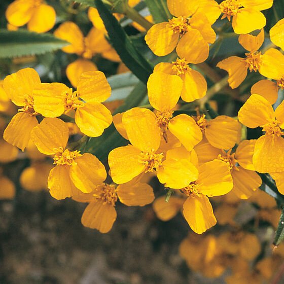 100+ Seeds Mexican Mint Tagetes Lucida Marigold Spanish Tarragon Herb Seed Fresh Garden