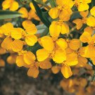 100+ Seeds Mexican Mint Tagetes Lucida Marigold Spanish Tarragon Herb Seed Fresh Garden