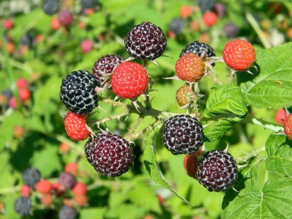 50 Seeds Black Raspberry Bush Seed Very Sweet No Pesticides Used Fresh Garden