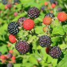 50 Seeds Black Raspberry Bush Seed Very Sweet No Pesticides Used Fresh Garden