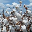 50 Seeds Organic White Cotton Gossypium Seed Fresh Garden