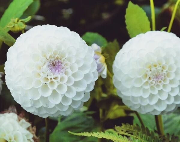 Fresh 25 Seeds White Dahlia Pompon Flowers Easy To Grow Garden