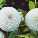 Fresh 25 Seeds White Dahlia Pompon Flowers Easy To Grow Garden