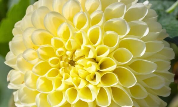 Fresh 25 Seeds Yellow Dahlia Pompon Flowers Easy To Grow Garden