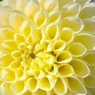 Fresh 25 Seeds Yellow Dahlia Pompon Flowers Easy To Grow Garden