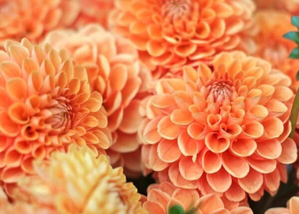 Fresh 25 Seeds Orange Dahlia Pompon Flowers Easy To Grow Garden
