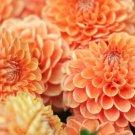 Fresh 25 Seeds Orange Dahlia Pompon Flowers Easy To Grow Garden