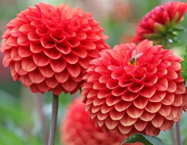 Fresh 25 Seeds Red Dahlia Pompon Flowers Easy To Grow Garden