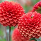 Fresh 25 Seeds Red Dahlia Pompon Flowers Easy To Grow Garden