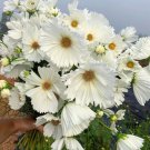 Fresh 25 Seeds Cupcakes White Cosmos Flowers Easy To Grow Garden