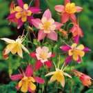 Fresh 25 Seeds Mix Columbine Flowers Easy To Grow Garden