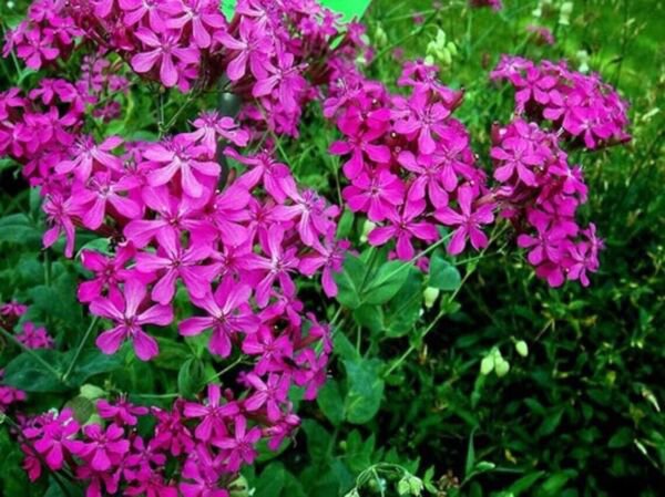 Fresh 25 Seeds Pink Catchfly Flowers Easy To Grow Garden
