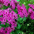 Fresh 25 Seeds Pink Catchfly Flowers Easy To Grow Garden