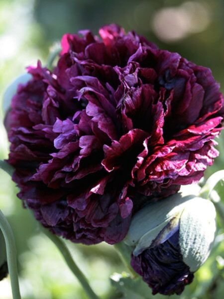 Fresh 100 Seeds Black Double Peony Poppy Flowers Easy To Grow Garden