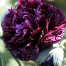 Fresh 100 Seeds Black Double Peony Poppy Flowers Easy To Grow Garden