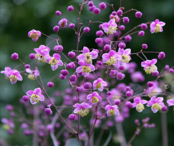 Fresh 25 Seeds Purple Meadow Rue Flowers Easy To Grow Garden