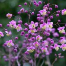 Fresh 25 Seeds Purple Meadow Rue Flowers Easy To Grow Garden