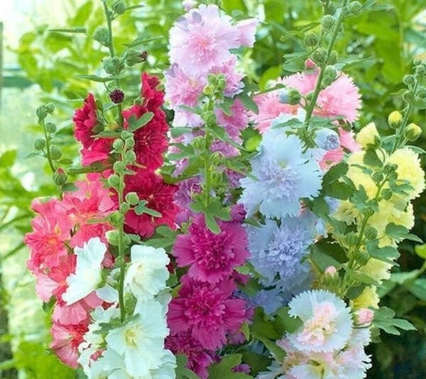 Fresh 25 Seeds Summer Carnival Hollyhocks Flowers Easy To Grow Garden
