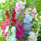 Fresh 25 Seeds Summer Carnival Hollyhocks Flowers Easy To Grow Garden