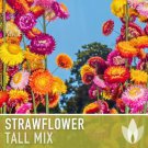 Fresh 25 Seeds Strawflower Tall Mix Flowers Easy To Grow Garden
