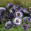 Fresh 100 Seeds ""Amazing Grey"" Poppy Flowers Easy To Grow Garden