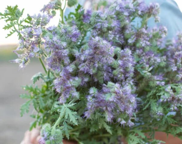 Fresh 25 Seeds Purple Bee'S Friend Flowers Easy To Grow Garden