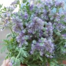 Fresh 25 Seeds Purple Bee'S Friend Flowers Easy To Grow Garden