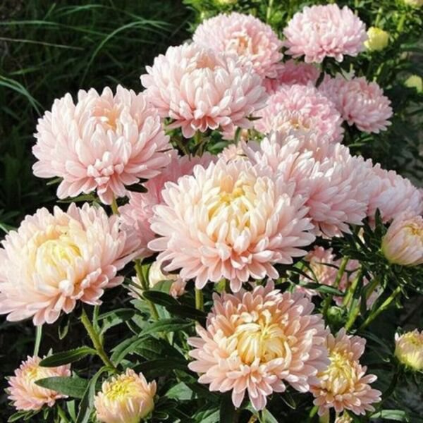 Fresh 25 Seeds Duchess Peony Apricot Aster Flowers Easy To Grow Garden
