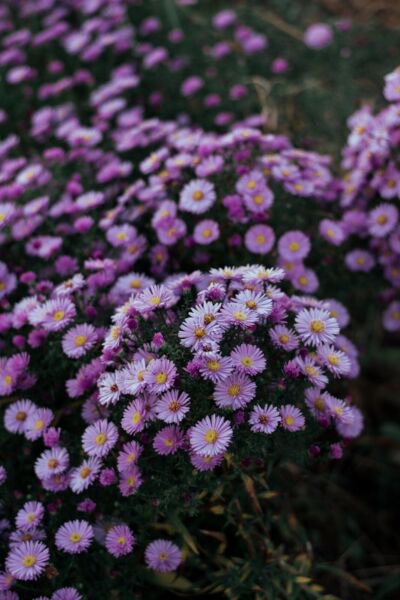 Fresh 25 Seeds New England Aster Purple Flowers Easy To Grow Garden