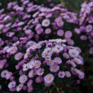 Fresh 25 Seeds New England Aster Purple Flowers Easy To Grow Garden