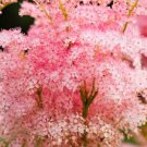 Fresh 25 Seeds Pink Queen Of The Prairie Flowers Easy To Grow Garden