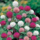Fresh 25 Seeds Globe Amaranth Mixed Color Flowers Easy To Grow Floral Garden