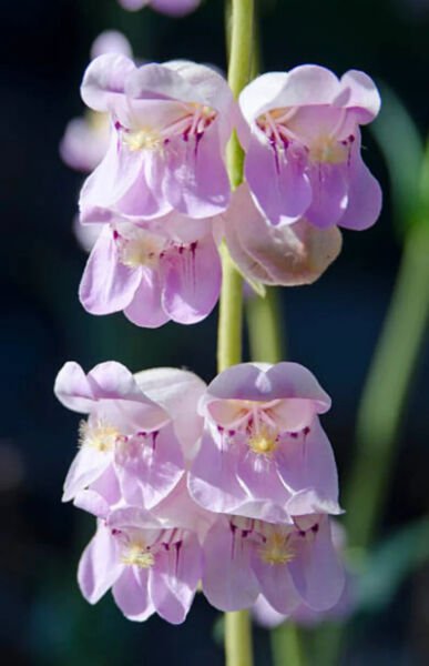 Fresh 25 Seeds Pink Palmers Penstemon Flowers Easy To Grow Floral Garden