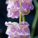 Fresh 25 Seeds Pink Palmers Penstemon Flowers Easy To Grow Floral Garden