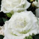 Fresh 25 Seeds White Lisianth Flowers Easy To Grow Floral Garden