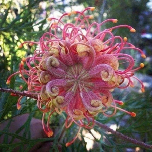 Fresh 25 Seeds Passion Bee Flowers Easy To Grow Floral Garden