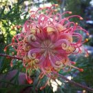 Fresh 25 Seeds Passion Bee Flowers Easy To Grow Floral Garden
