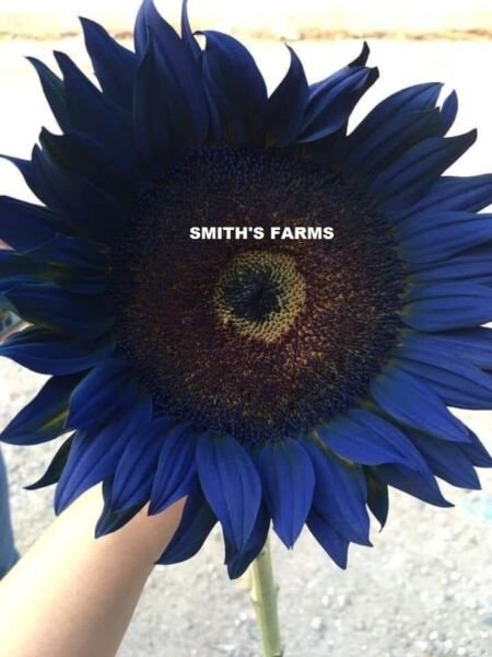Fresh 50 Seeds Midnight Blue Sunflowers Huge Flower Blooms Large Heads Edible Garden