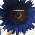 Fresh 50 Seeds Midnight Blue Sunflowers Huge Flower Blooms Large Heads Edible Garden