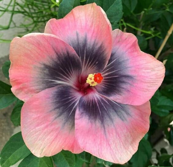 Fresh 25 Seeds Light Pink Grey Hibisc Flowers Huge Blooms Planting Garden