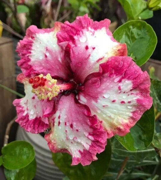 Fresh 25 Seeds Ruffled Pink Tip Hibisc Flowers Huge Blooms Planting Garden