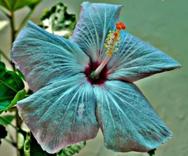 Fresh 25 Seeds Teal Blue Hibisc Flowers Huge Blooms Planting Garden