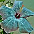 Fresh 25 Seeds Teal Blue Hibisc Flowers Huge Blooms Planting Garden